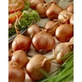 thumbnail image 1 of Tasc Onion Bulbs – Red Sun Multiplier Onion Vegetable Bulb, 1 of 2