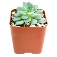 thumbnail image 2 of Echeveria Minima (2"+ Clay Pot) - Tiny, Lovely, Easy to Care Rosette Succulents - Live Succulents for Indoor Places, 2 of 9
