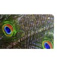 thumbnail image 2 of Peacock, 2 of 4