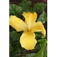 thumbnail image 1 of Howard "Shy Yellow" Wall Decal, 1 of 2