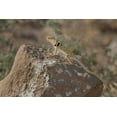 thumbnail image 2 of Welling, Dave 32x23 Gold Ornate Wood Framed with Double Matting Museum Art Print Titled - CA, Redding Canyon Great Basin collared lizard, 2 of 4