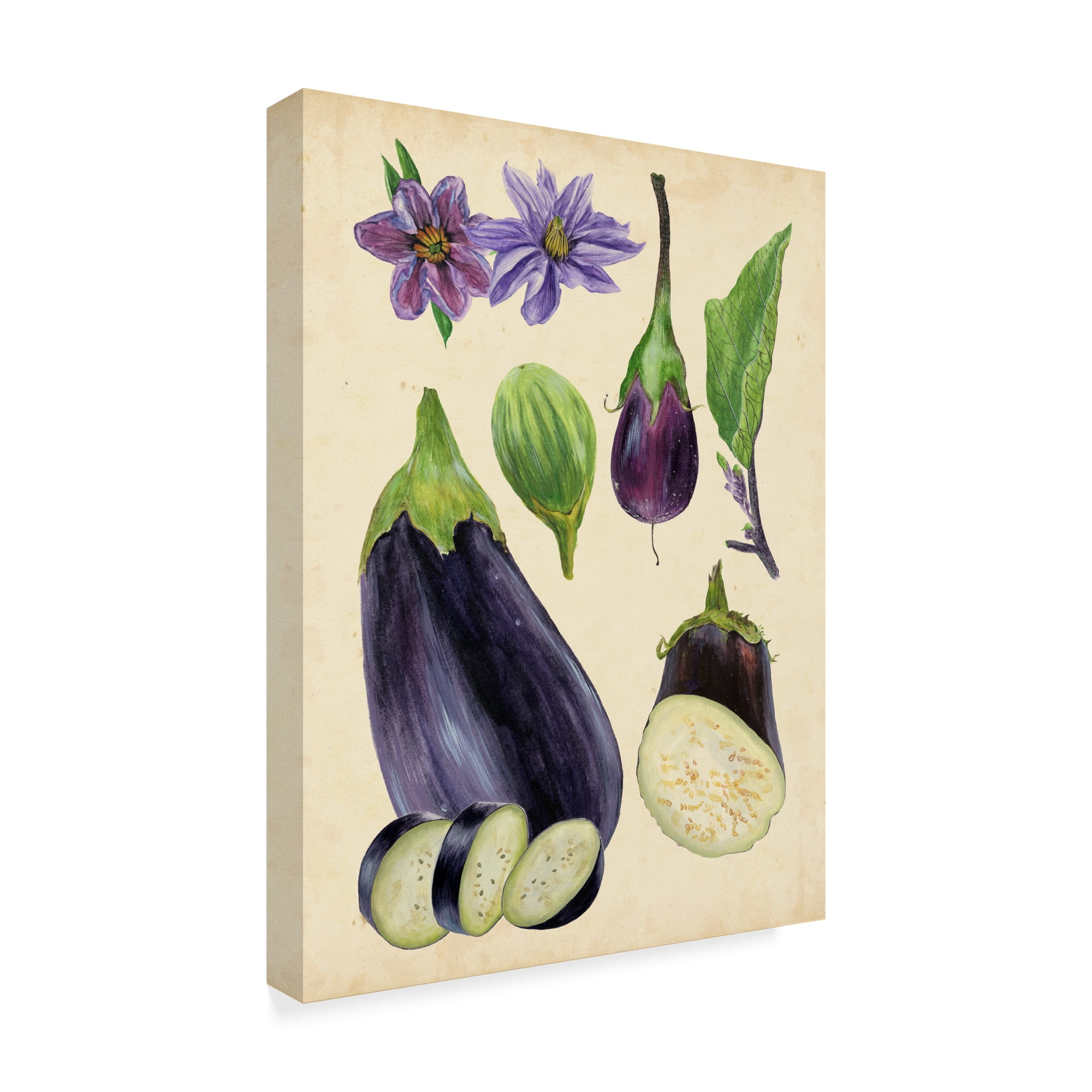 Trademark Fine Art 'Aubergine Study I' Canvas Art by Melissa Wang