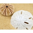 thumbnail image 2 of Anonymous 24x20 White Modern Wood Framed Museum Art Print Titled - Sand Dollar and Sea Urchin, 2 of 4