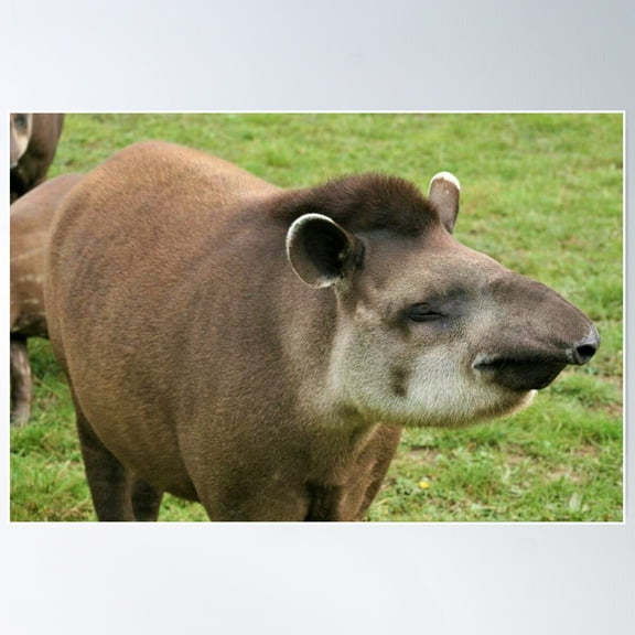 Happy Tapir Poster Wall Art, Modern Wall Decor For Living Room Bedroom, 8x12 UNFRAMED