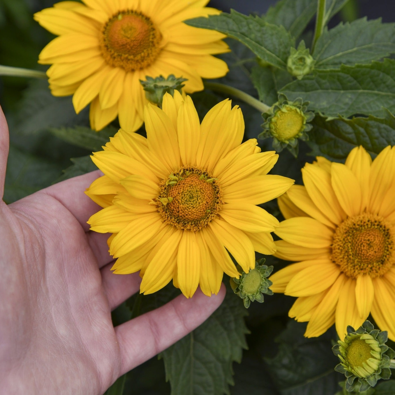 Proven Winners 6" Yellow 'Tuscan Sun' False Sunflower Live Plant in 6.5" Pot