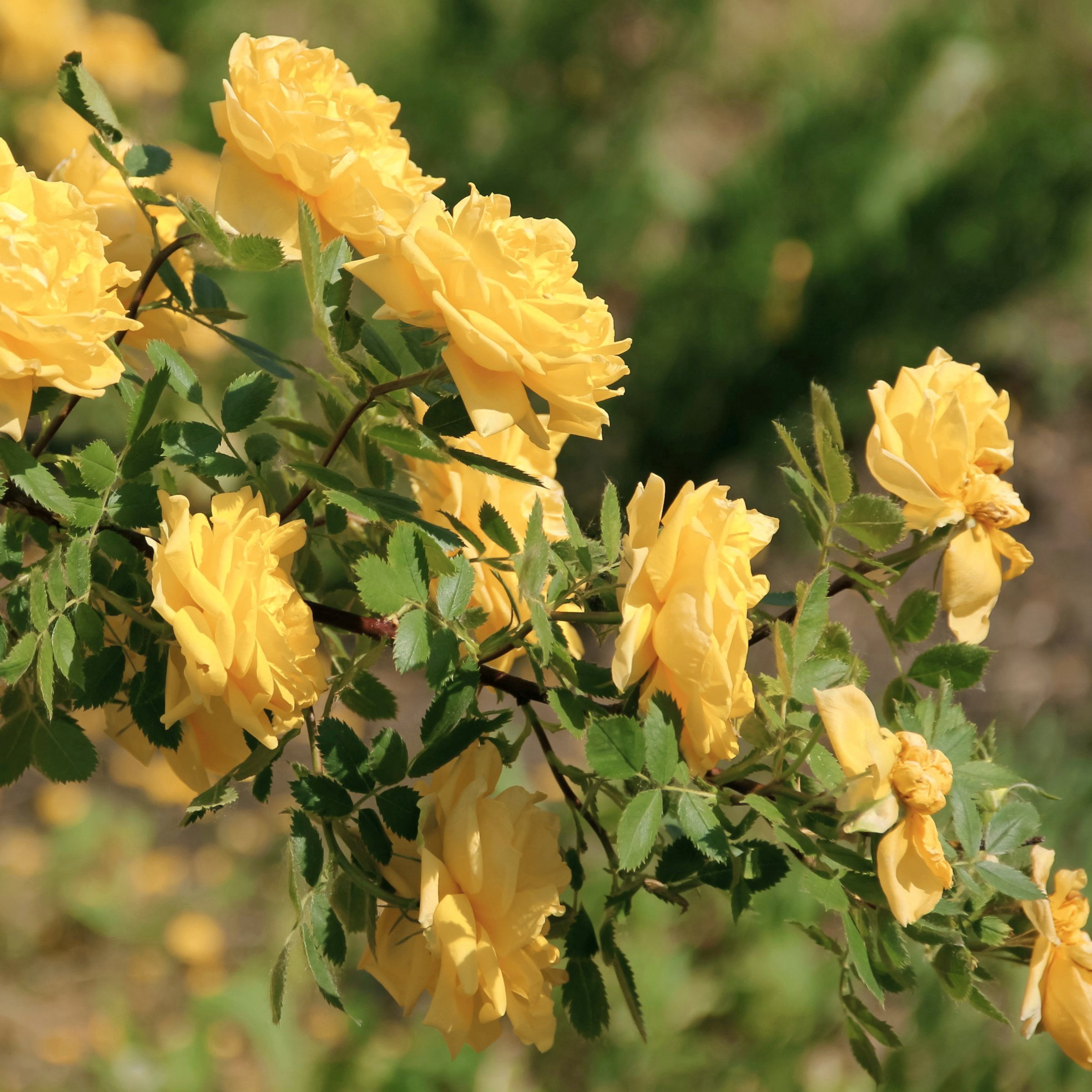 National Plant Network Bare Root Julia Child Tree Rose