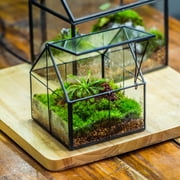 NCYP Mini House-Shaped Glass Terrarium with Lid, 4.25 Small Lidded Plant Terrarium for Moss, Tiny Plants, Low-Growing Sundew Plants and Tabletop Décor (Terrarium Only)