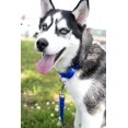 thumbnail image 2 of LAICAIW Royal Blue Large Martingale Heavyduty Nylon Dog Collar, 2 of 7
