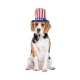 thumbnail image 3 of Vibrant Life 4th of July Uncle Sam Pet Top Hat, Medium/Large, 3 of 5