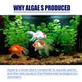 thumbnail image 5 of algae remover, moss remover, aquarium algae remover, moss remover, fish tank algae remover, green remover, 5 of 5