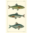thumbnail image 2 of Pretre 13x18 Gold Ornate Wood Framed with Double Matting Museum Art Print Titled - Freshwater Fish III, 2 of 4