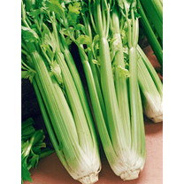 Utah Tall Celery Seeds - 100 Count Seed Pack - Lush, Green, and Very Fragrant. Good in soups, stews, and Fresh Eating. - Country Creek LLC