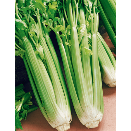 Utah Tall Celery Seeds - 100 Count Seed Pack - Lush, Green, and Very Fragrant. Good in soups, stews, and Fresh Eating. - Country Creek LLC