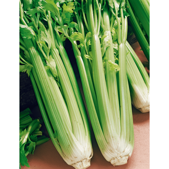 Utah Tall Celery Seeds - 200 Count Seed Pack - Lush, Green, and Very Fragrant. Good in soups, stews, and Fresh Eating. - Country Creek LLC