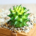 thumbnail image 6 of Artificial Succulents - 1 Pack - Premium Unpotted Succulent Plants Artificial - Realistic Textured Succulents - Fake Succulent Plants for DIY - Faux Cactus Plant Bulk - Succulent Plants, 6 of 7