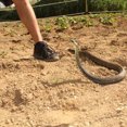 thumbnail image 3 of Juguete de broma de serpiente juguete de serpiente falsa serpiente en una cuerda accesorios de broma para burlarse de amigos, 3 of 4
