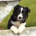 thumbnail image 4 of HEALEEP Collar Ajustable Para Mascotas En Cuero Café Con Decorativa Y Remaches Creativos, 4 of 6