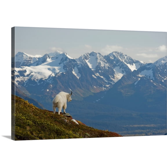 Great BIG Canvas | "A Mountain Goat stands on a ridge with the scenic Kenai Mountains" Canvas Wall Art - 24x16