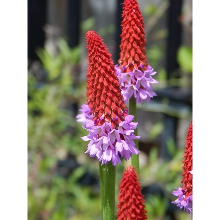 20 Exotic Planting Orchid Primrose Primula Vialii Red Hot Poker