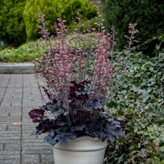 4 in. Heuchera Timeless Night Perennial Plant with Pink Flowers (3-pack)