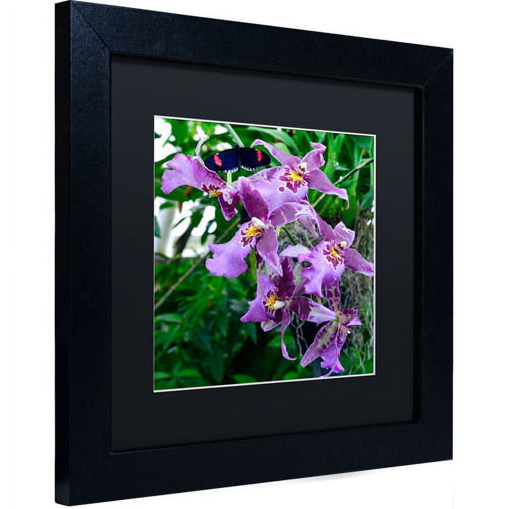 Trademark Fine Art "Postman Butterfly on Orchid" Canvas Art by Kurt Shaffer, Black Matte, Black Frame