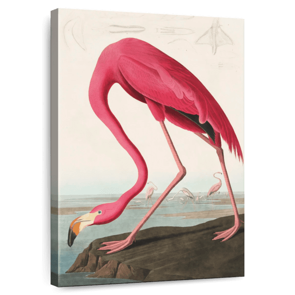 Elephant Stock American Flamingo Wall Art - Vertical Canvas Wall Art - Living Room Wall Decor - Animal Canvas - Beige And Brown Decor By John James Audubon - 8" x 12"