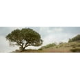 thumbnail image 2 of Blaustein, Alan 24x11 Gold Ornate Wood Framed with Double Matting Museum Art Print Titled - Oak Tree - 76, 2 of 4