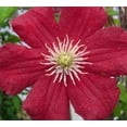 thumbnail image 7 of Clematis Barbara Harrington - 2 Live Starter Plants in 2 Inch Growers Pots - Starter Plants Ready for The Garden - Rare Clematis for Collectors, 7 of 7