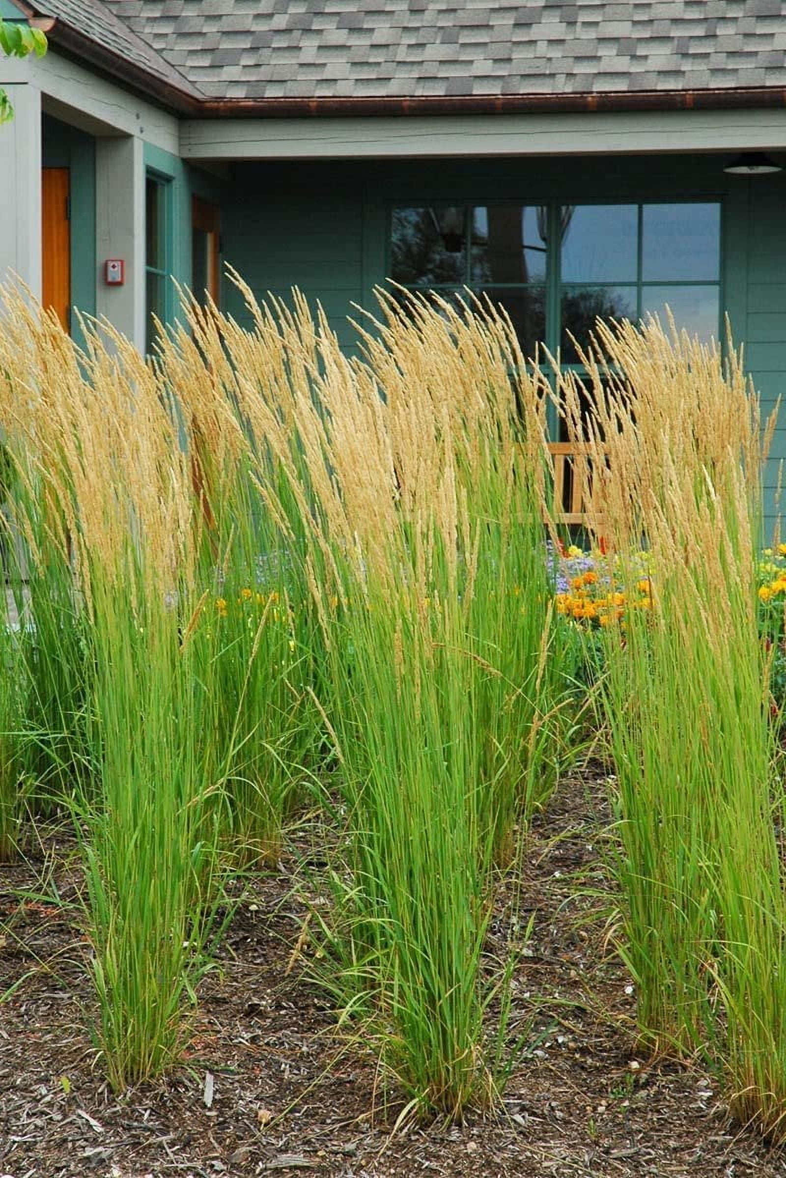 Feather Reed Grass Karl Foerster  3 Live Plants  Calamagrostis X Acutiflora  Drought Tolerant Cold Hardy Low Maintenance Ornamental Grass