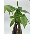 thumbnail image 4 of Money Tree, Pachira aquatica, water chestnut, very large bonsai plant, Perfect Houseplant, Guiana Malabar, in a 4 inch pot ready for 6 inch, 4 of 8