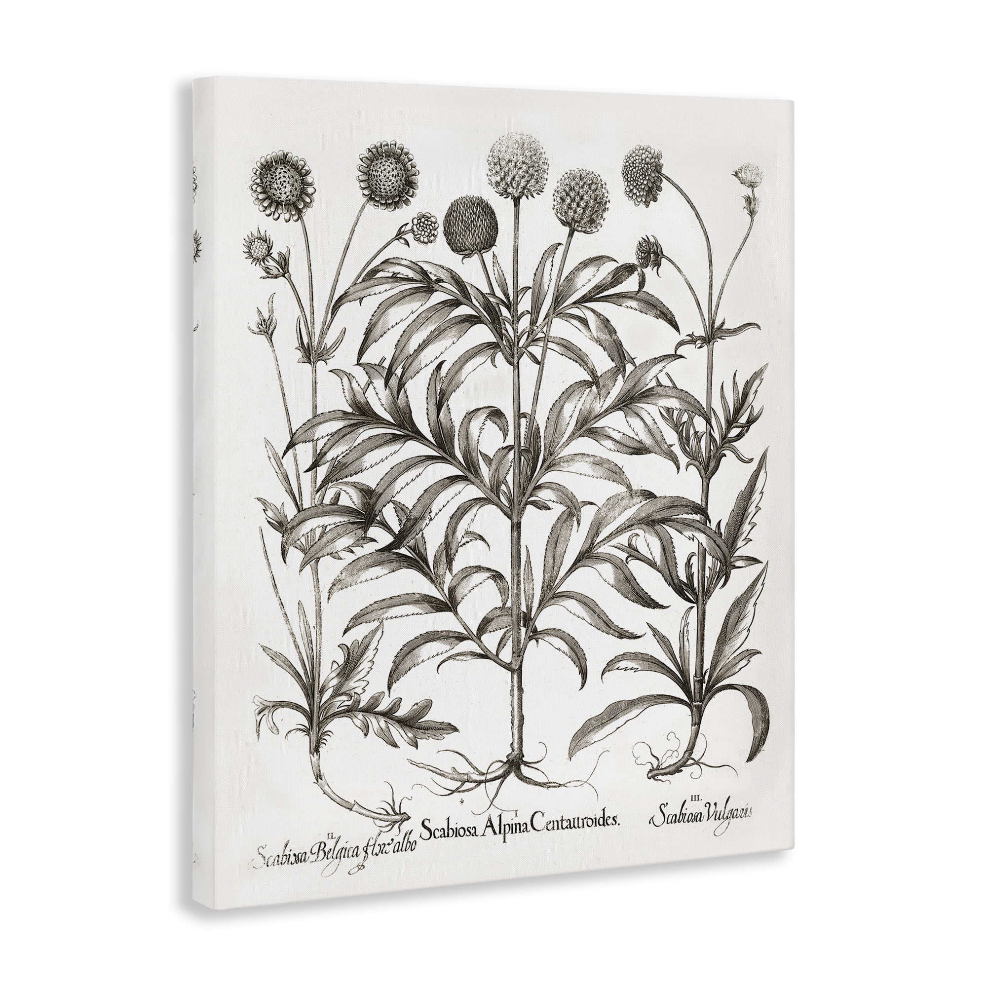 Stupell Industries Scientific Vintage Flowers Botanical & Floral Painting Gallery Wrapped Canvas Art Print Wall Art, 16 x 20