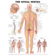 thumbnail image 1 of Le Tableau Anatomique des Nerfs Spinaux, 1 of 3