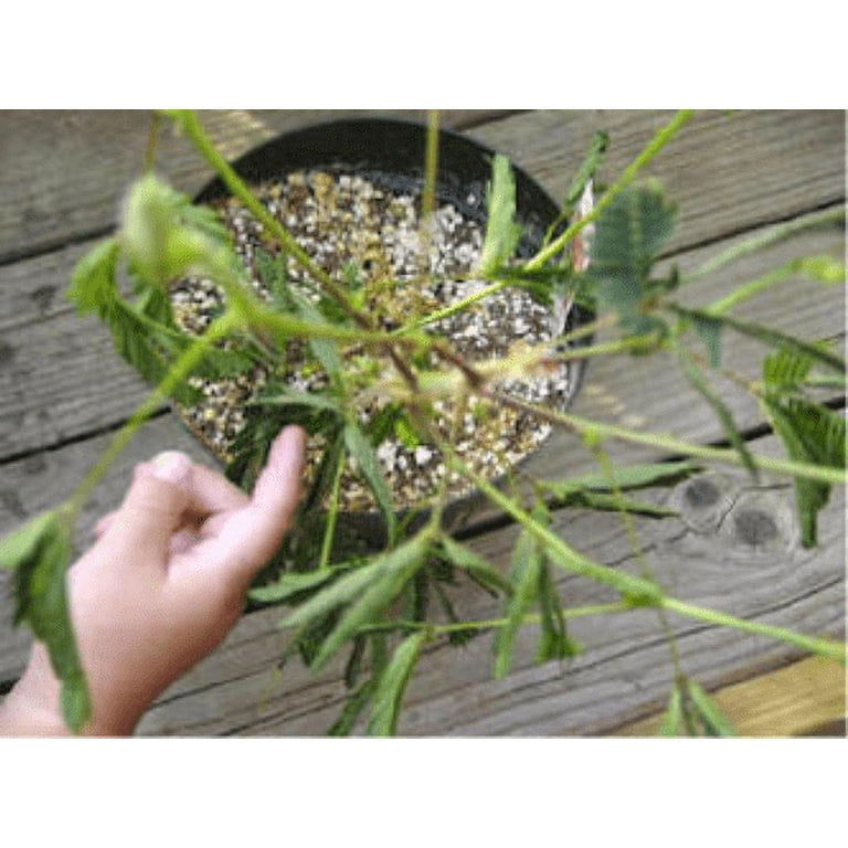 Serendipity Seeds, Sensitive Plant Seeds, Mimosa pudica, Leaves Move When  Touched, Ornamental Tropical Flowers - Walmart.com