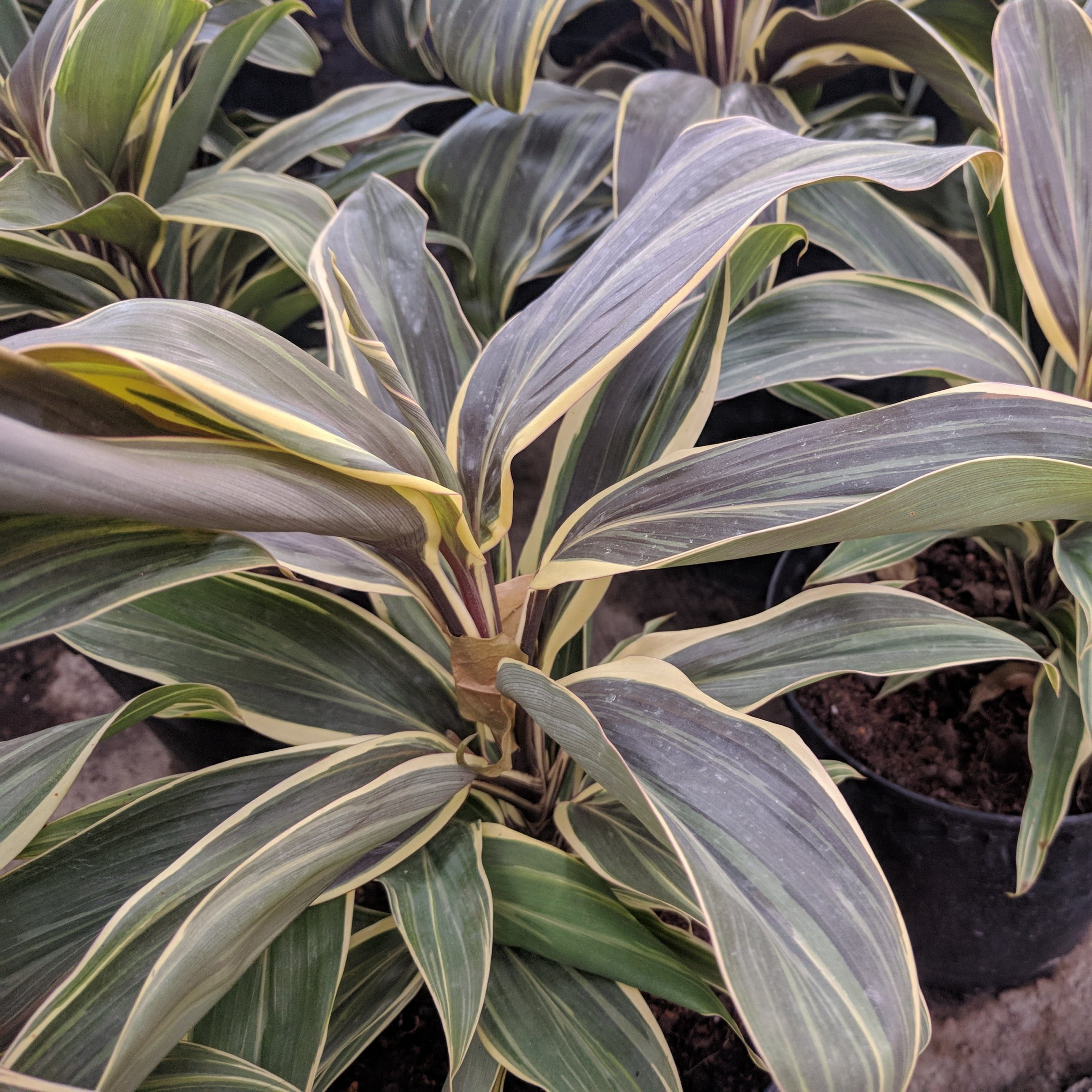 National Plant Network 1 gal. Cordyline Chocolate Queen