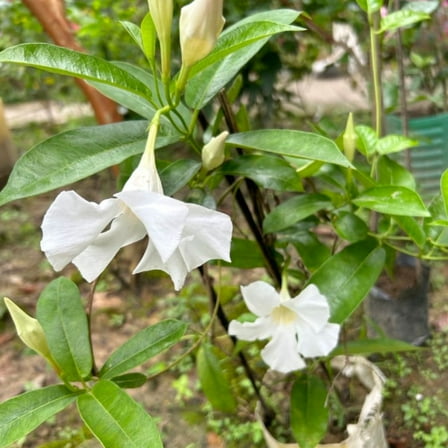White Mandevilla Plant Live 4-8 Inch Tall, Mandevilla Plants Live for Home Garden