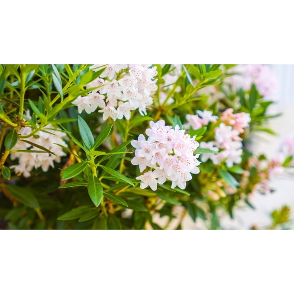 Jumbo Pint Bloombux® Blush