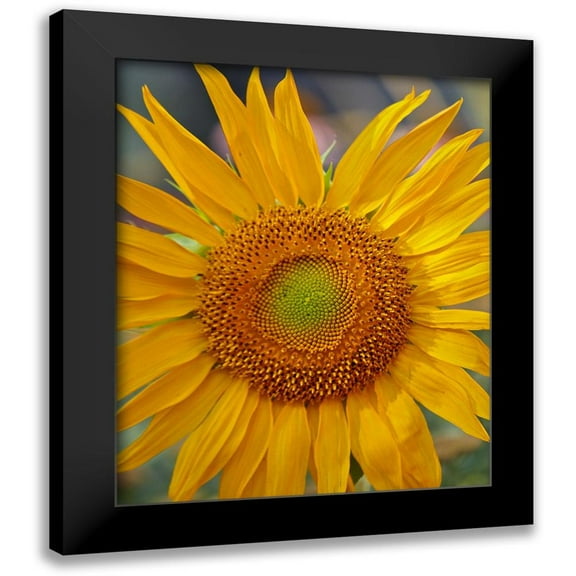 Fitzharris, Tim 12x14 Black Modern Framed Museum Art Print Titled - Sunflowers