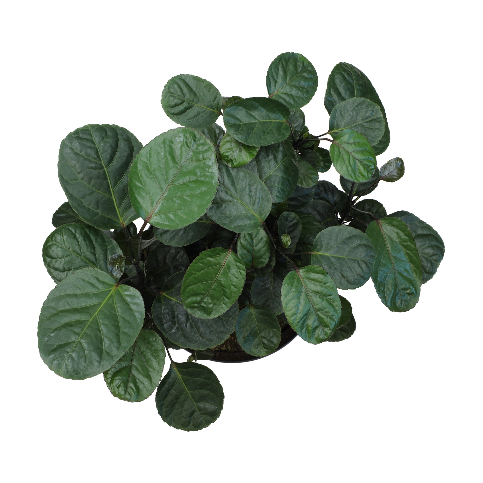 Fabian Stump Bonsai, Live Aralia | 8in Pot | Easy Houseplant, Partial Sun | Element by Altman Plants