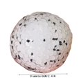 thumbnail image 2 of BotaniNest Sensory For Kids And Adults Stress Anxiety Educational Learning Focus Playthings, 2 of 5