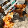 thumbnail image 5 of Large Feed Trough, Hanging or Screw-in Fence Feeder with Clips, 2 Pack 9 Quart Goat Feeder Supplies, Dog Horse Hog Pig Livestock Poultry Plastic Feeder Trough Bucket for Large Animal, Black, 5 of 7