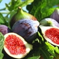 thumbnail image 6 of Perfect Plants LSU Fig 1 Gallon, 6 of 10