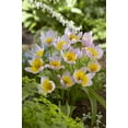 thumbnail image 1 of TASC Tulipe ‘Lilac Wonder’ Saxatilis Bulbe à fleurs vivaces, 1 of 2
