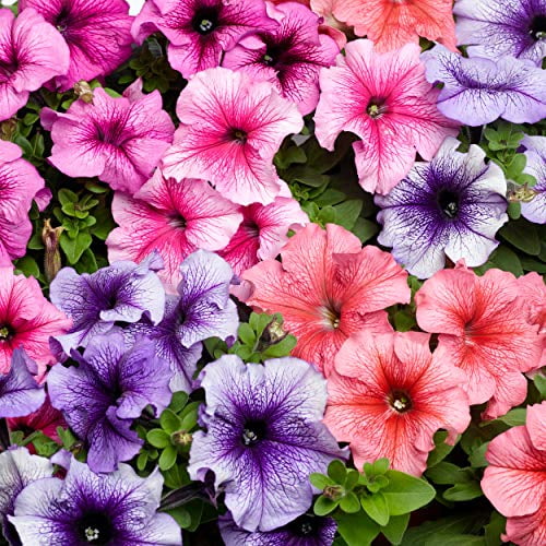 200 PCS Seed Hanging Petunia Mix Flowers Bonsai Easy To Grow 2019 Free Shipping 