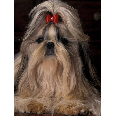 Shih Tzu Portrait with Hair Tied Up, Showing Length of Facial Hair Print Wall Art By Adriano