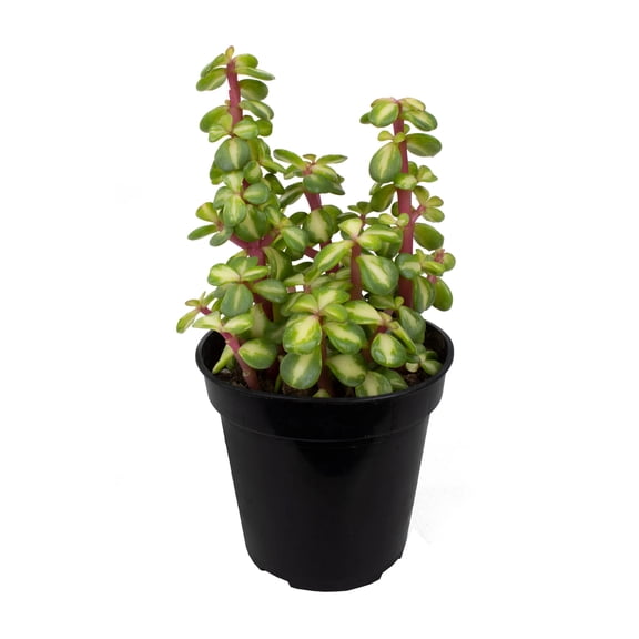 Midstripe Rainbow Bush - 1 Live Starter Plant - Portulacaria Mediopicta - Beautiful Colorful Exotic Indoor Succulent Houseplant