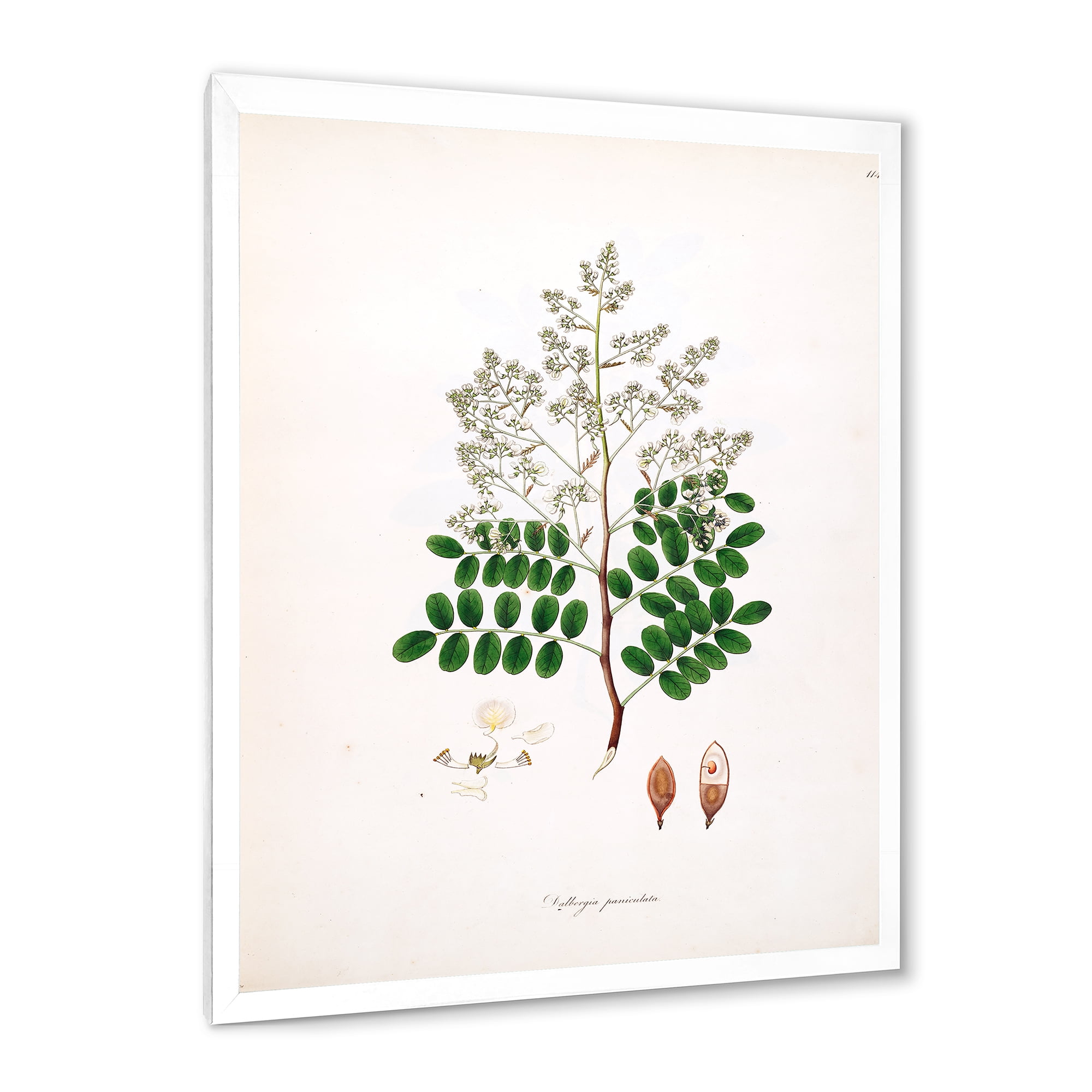 Designart 'Ancient Botanicals XII' Farmhouse Framed Art Print