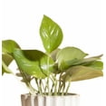thumbnail image 2 of Pothos Devil's Ivy in Honeycomb Ceramic Acorn Planter Pot, 2 of 3