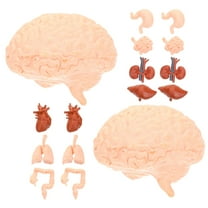 Hemoton 2 Sets Human Organ Model Human Anatomy Toy Halloween Fake Simulation Human Body Parts for Kids Physiology Study Tools Halloween Decor
