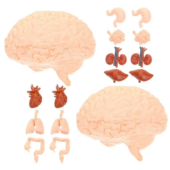 Hemoton 2 Sets Human Organ Model Human Anatomy Toy Halloween Fake Simulation Human Body Parts for Kids Physiology Study Tools Halloween Decor