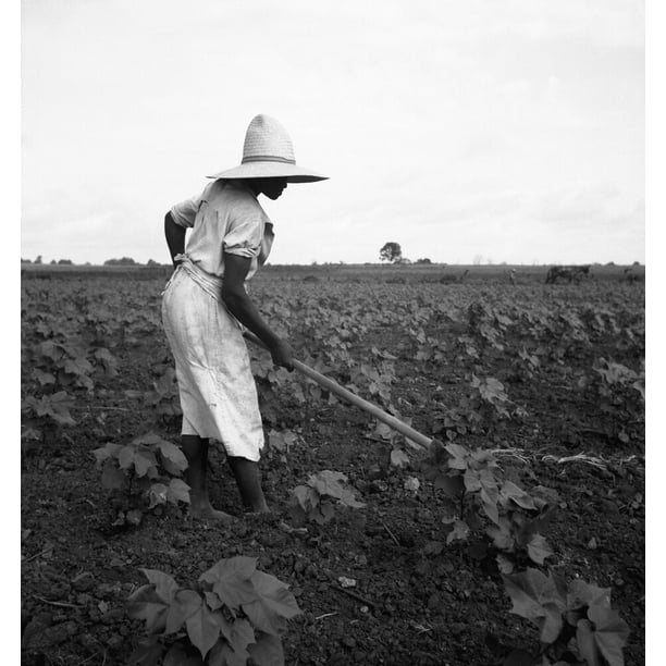 Sharecropper, 1936. /Nan African American Sharecropper Working In A
